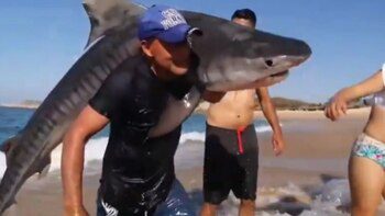 Hombre en Michoacán sale del mar cargando un tiburón tigre y desata polémica en redes sociales 2 Hombre en Michoacan sale del mar cargando un tiburon tigre y desata polemica en redes sociales 3