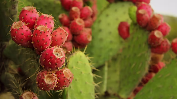 Huitziltepec se prepara para la Feria Agroartesanal de la Pitahaya y Xoconostle 2025 3 Huitziltepec se prepara para la Feria de la Pitahaya y Xoconostle 2025 4