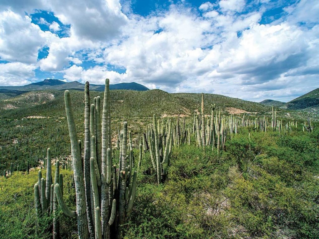 Inicia ruta turistica de la Reserva de la Biosfera Tehuacan Cuicatlan 3