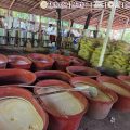 Aseguran 2.5 toneladas de metanfetamina en laboratorio clandestino en Chiapas