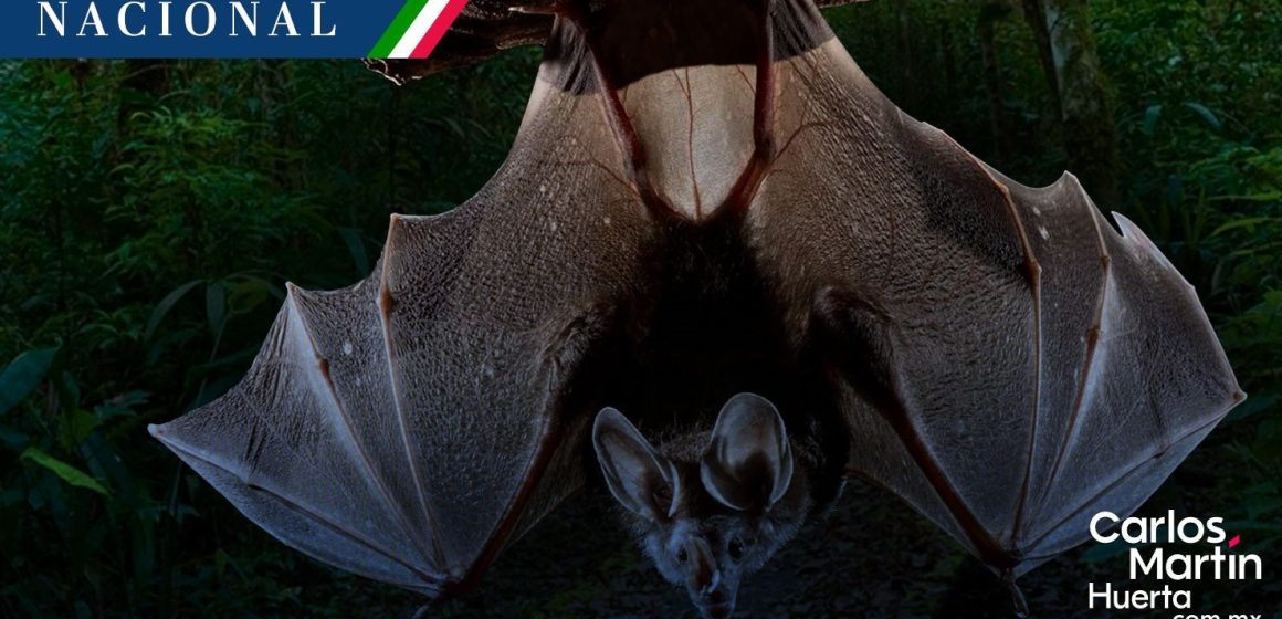 ¡Nuevo hallazgo en Chiapas! Descubren murciélago gigante en la Selva Lacandona