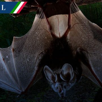 ¡Nuevo hallazgo en Chiapas! Descubren murciélago gigante en la Selva Lacandona