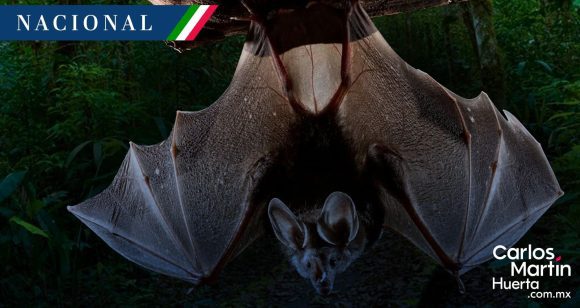 ¡Nuevo hallazgo en Chiapas! Descubren murciélago gigante en la Selva Lacandona