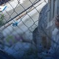 Maltrato animal en Tehuacán: Mujer podría enfrentar hasta 10 años de cárcel por abandono de su perro