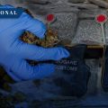 Aseguran 81 kilos de marihuana escondidos en  vestidos de novia en Italia