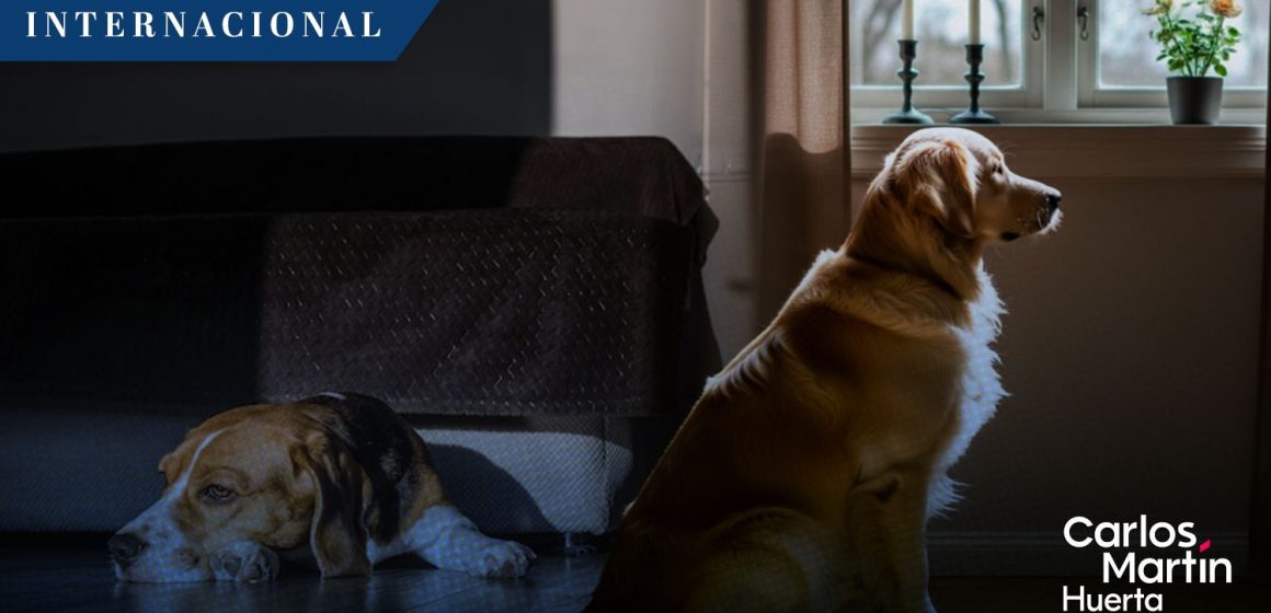 Suecia prohíbe dejar a los perros solos más de 6 horas
