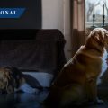 Suecia prohíbe dejar a los perros solos más de 6 horas