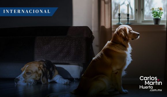 Suecia prohíbe dejar a los perros solos más de 6 horas
