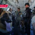 Policía K9 refuerza operativos en la Línea 2 de RUTA para prevenir delitos