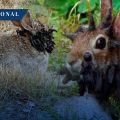 Reportan avistamiento de conejos con “tentáculos” y “cuernos negros” en Estados Unidos