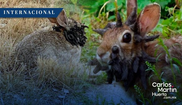 Reportan avistamiento de conejos con “tentáculos” y “cuernos negros” en Estados Unidos