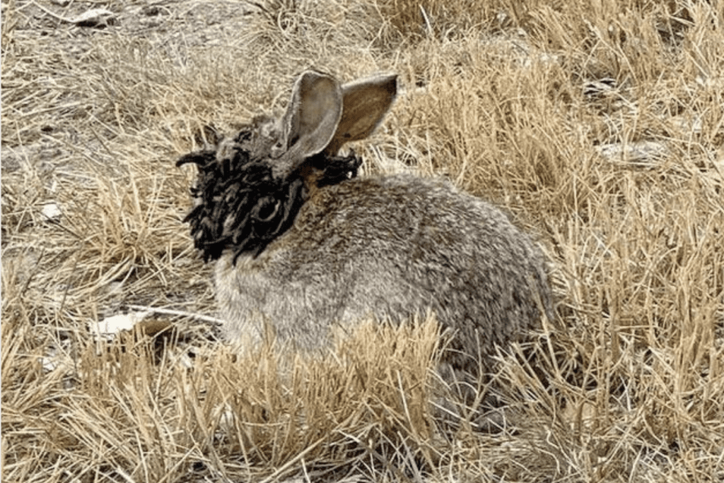 Reportan avistamiento de conejos con 22tentaculos22 y 22cuernos negros22 en Estados Unidos 6