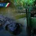 Roban un cocodrilo del zoológico Miguel Ángel de Quevedo en Veracruz