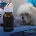 Secretaría de Agricultura alerta por medicamentos de uso animal falsificados