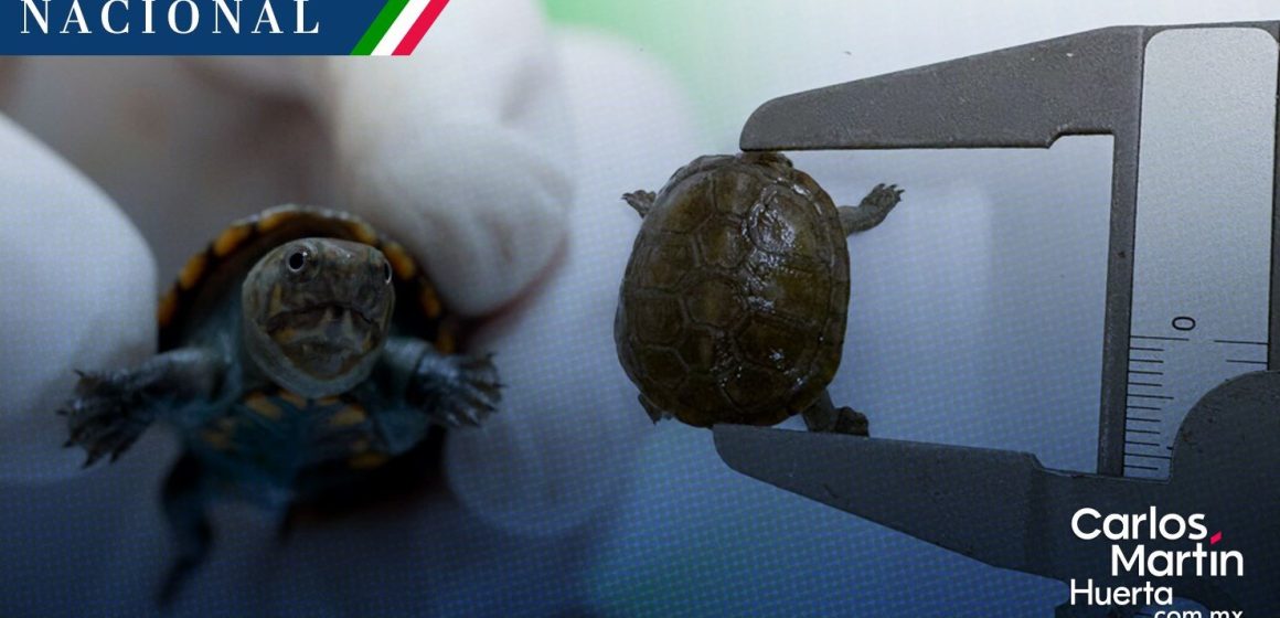 ¡Sorprendente! México logra la reproducción en cautiverio de la tortuga más pequeña del mundo
