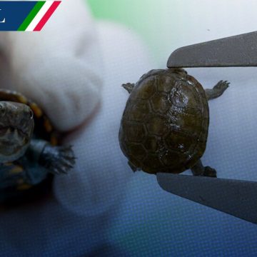 ¡Sorprendente! México logra la reproducción en cautiverio de la tortuga más pequeña del mundo