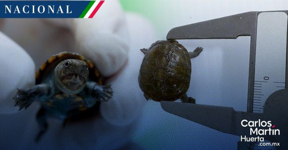 ¡Sorprendente! México logra la reproducción en cautiverio de la tortuga más pequeña del mundo