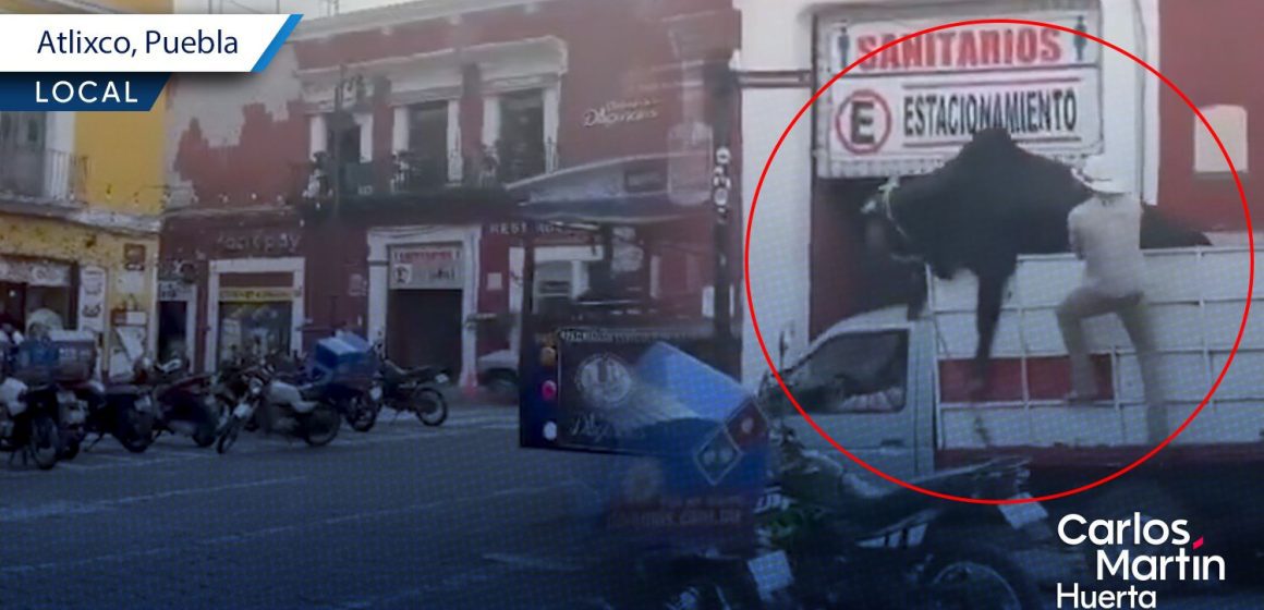 Toro intenta escapar de camioneta en el centro de Atlixco