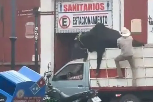 Toro intenta escapar de camioneta en el centro de Atlixco