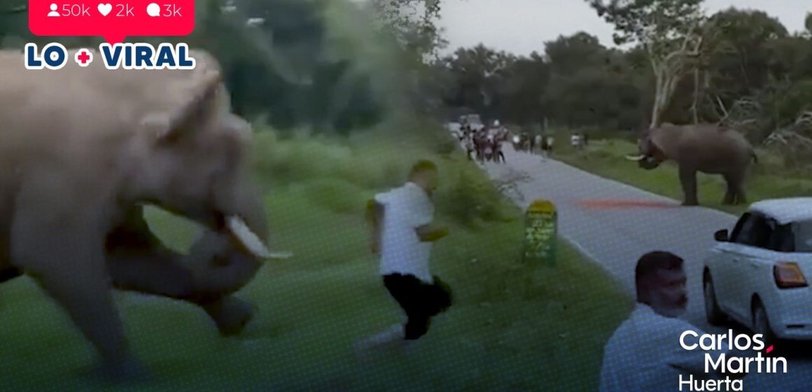 Turista es atacado por un elefante en India tras intentar tomarle una foto con flash