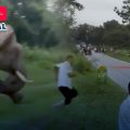 Turista es atacado por un elefante en India tras intentar tomarle una foto con flash