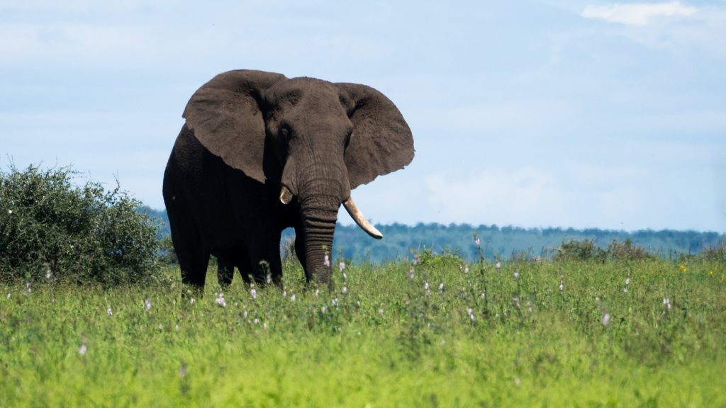 Turista es atacado por un elefante en India tras intentar tomarle una foto con flash