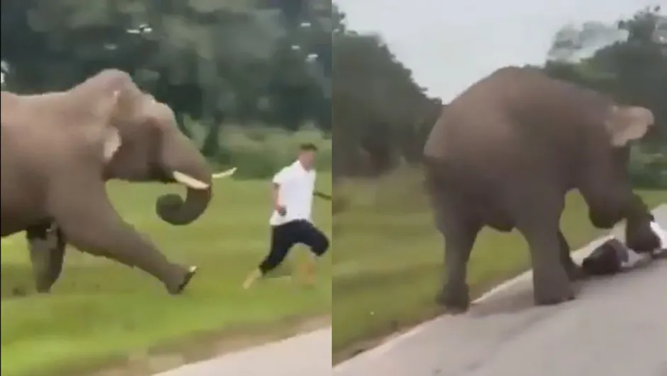 Turista es atacado por un elefante en India tras intentar tomarle una foto con flash 3