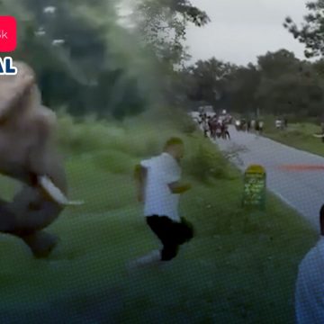 Turista es atacado por un elefante en India tras intentar tomarle una foto con flash