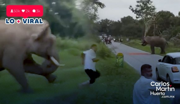 Turista es atacado por un elefante en India tras intentar tomarle una foto con flash