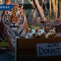 Zoológico de Dinamarca pide donación de mascotas para alimentar a sus depredadores