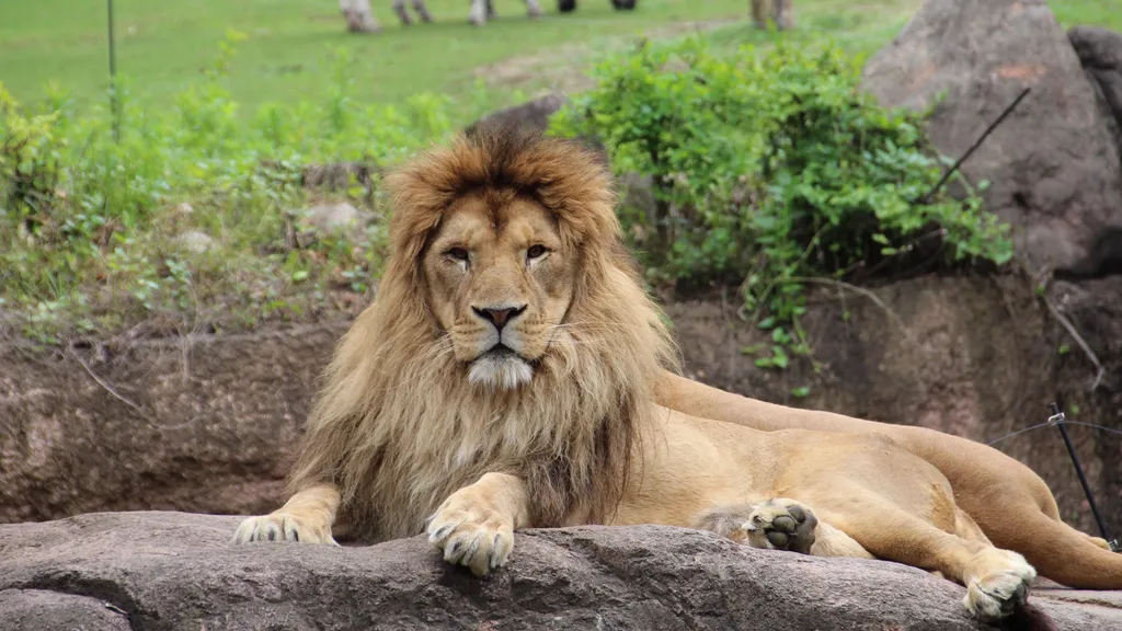 Zoológico de Dinamarca pide donación de mascotas para alimentar a sus depredadores