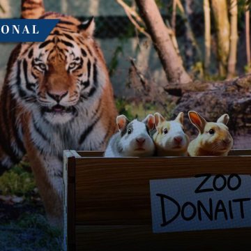 Zoológico de Dinamarca pide donación de mascotas para alimentar a sus depredadores