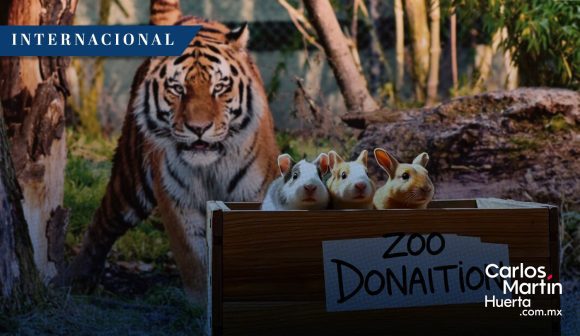 Zoológico de Dinamarca pide donación de mascotas para alimentar a sus depredadores