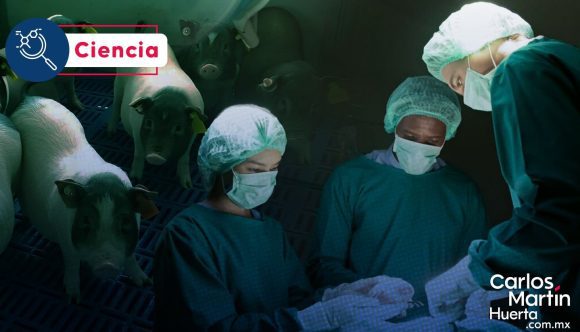 ¡Histórico! Realizan el primer trasplante de un pulmón de cerdo a un humano