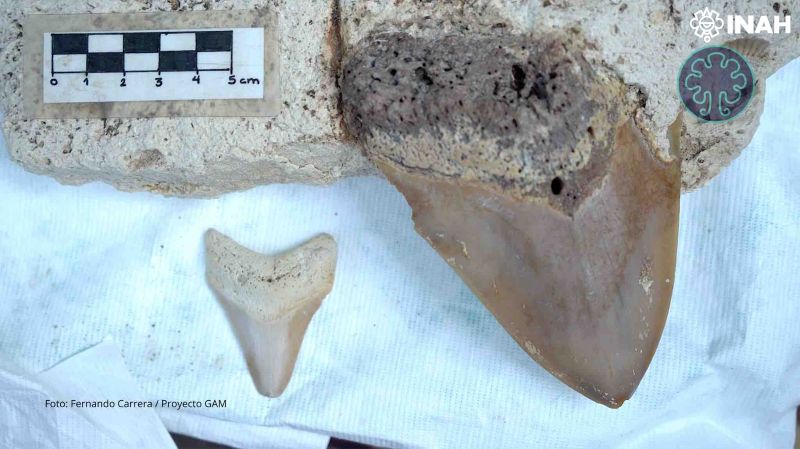 Descubren dientes de tiburón prehistórico en cenote de Quintana Roo; con más de 15 millones de años 3 foto4