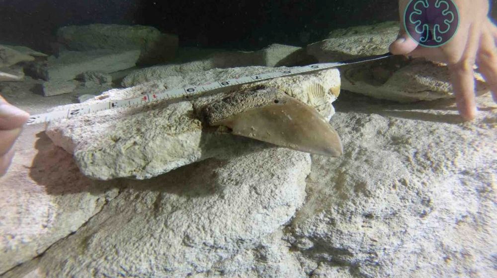 Descubren dientes de tiburón prehistórico en cenote de Quintana Roo; con más de 15 millones de años