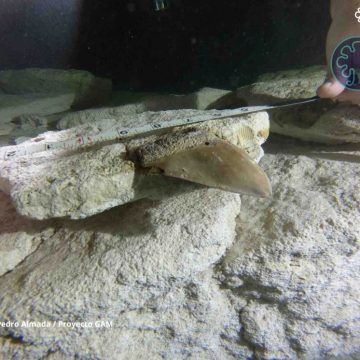 Descubren dientes de tiburón prehistórico en cenote de Quintana Roo; con más de 15 millones de años