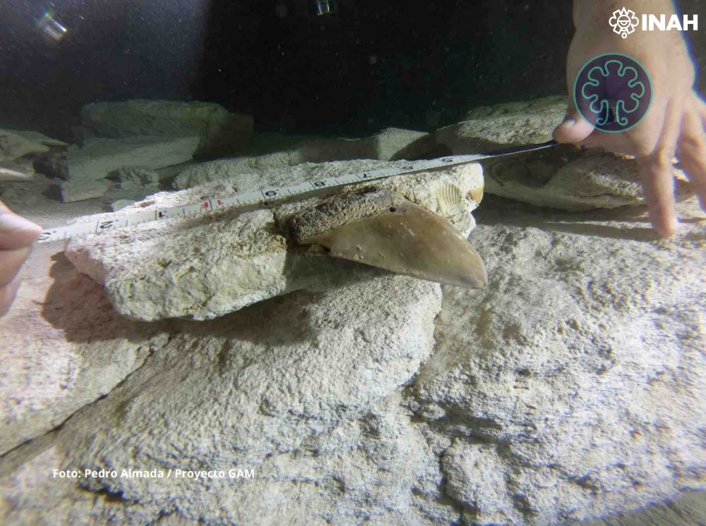 Descubren dientes de tiburón prehistórico en cenote de Quintana Roo; con más de 15 millones de años 1 foto home