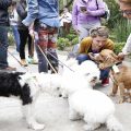 Puebla impulsa Ley para Proteger a los seres sintientes y frenar la fauna nociva