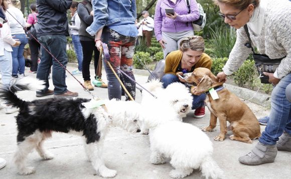 AS-PERROS DAMNIFICADOS-02 Puebla impulsa Ley para Proteger a los seres sintientes y frenar la fauna nociva