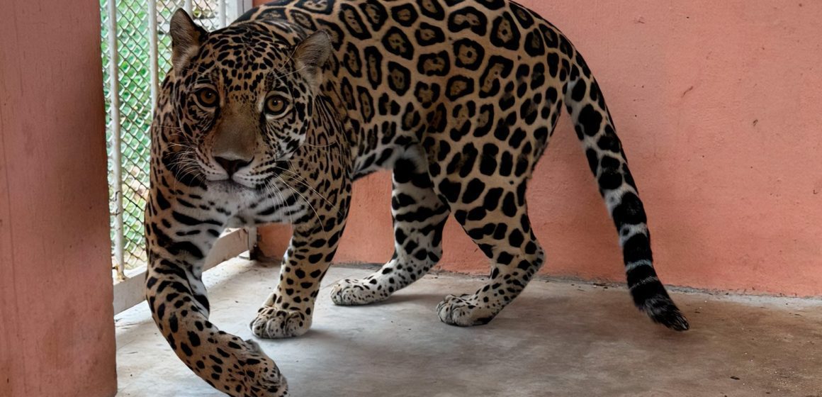 Rescatan jaguar en Cintalapa, Chiapas: operativo contra el tráfico ilegal de vida silvestre
