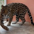 Rescatan jaguar en Cintalapa, Chiapas: operativo contra el tráfico ilegal de vida silvestre