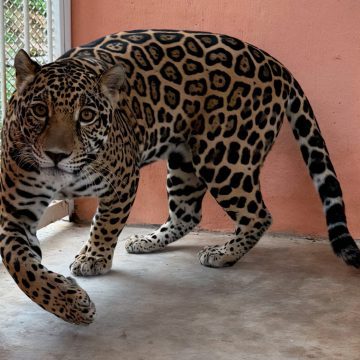 Rescatan jaguar en Cintalapa, Chiapas: operativo contra el tráfico ilegal de vida silvestre
