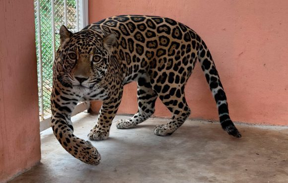 Rescatan jaguar en Cintalapa, Chiapas: operativo contra el tráfico ilegal de vida silvestre