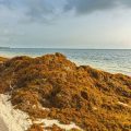 Quintana Roo inaugura primer Centro de Monitoreo Ambiental y de Sargazo en México