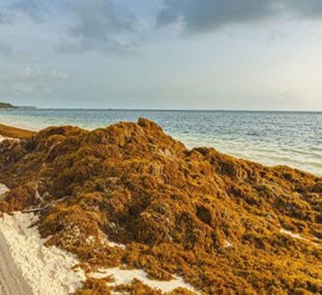 Quintana Roo inaugura primer Centro de Monitoreo Ambiental y de Sargazo en México