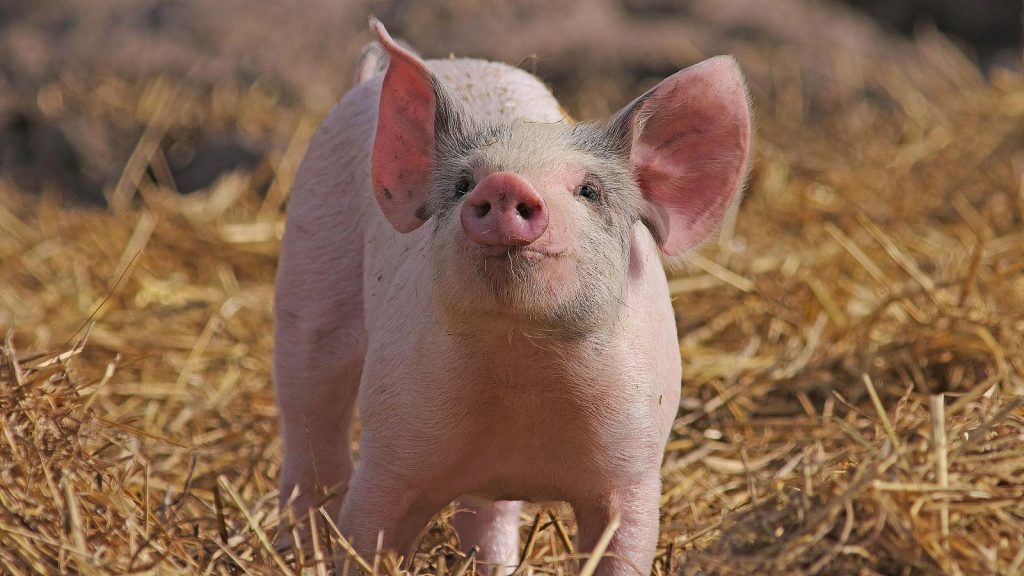 ¡Histórico! Realizan el primer trasplante de un pulmón de cerdo a un humano 2 ¡Historico Realizan el primer trasplante de un pulmon de cerdo a un humano 3