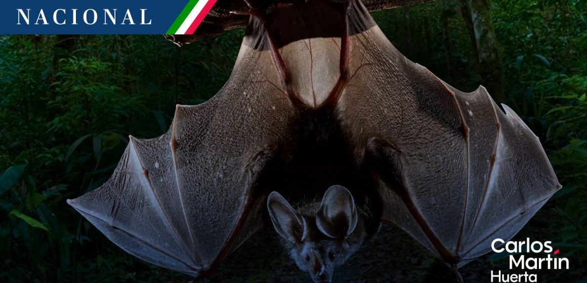 ¡Nuevo hallazgo en Chiapas! Descubren murciélago gigante en la Selva Lacandona