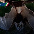¡Nuevo hallazgo en Chiapas! Descubren murciélago gigante en la Selva Lacandona
