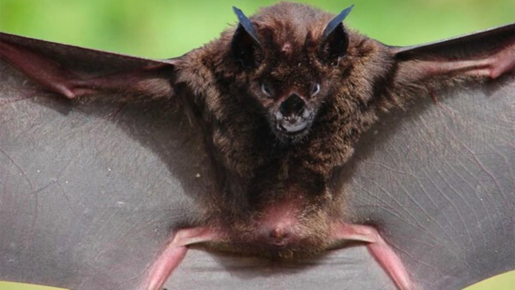 ¡Nuevo hallazgo en Chiapas! Descubren murciélago gigante en la Selva Lacandona 1 ¡Nuevo hallazgo en Chiapas! Descubren murciélago gigante en la Selva Lacandona